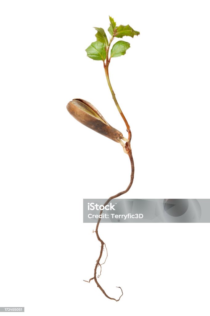 California Live Oak Ghianda Germoglio di pianta - Foto stock royalty-free di Albero