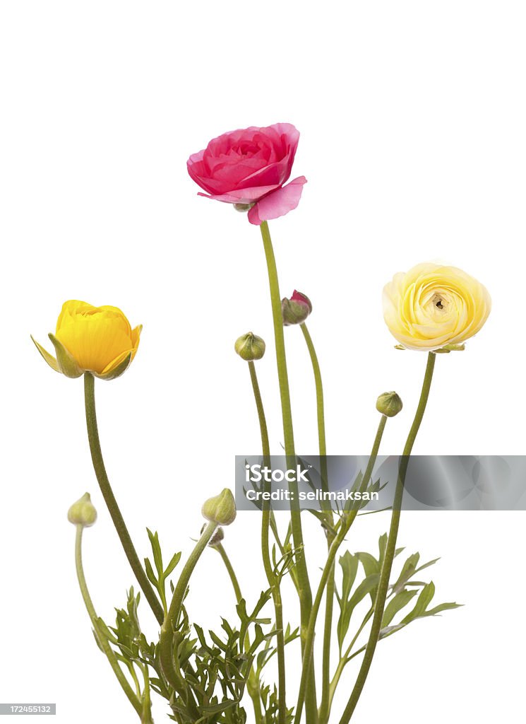 Ranunculus flowers on white background Botany Stock Photo