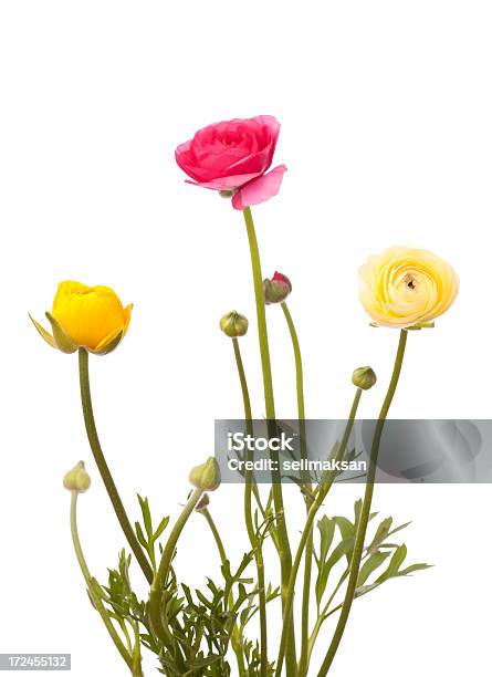 Ranunculus Flowers On White Background Stock Photo - Download Image Now - Botany, Bouquet, Bright