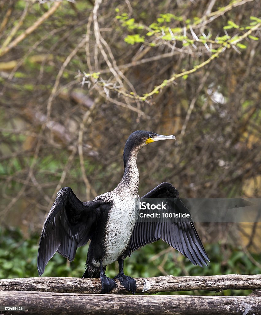 Kormoran czarny-otwarte skrzydła - Zbiór zdjęć royalty-free (Afryka)