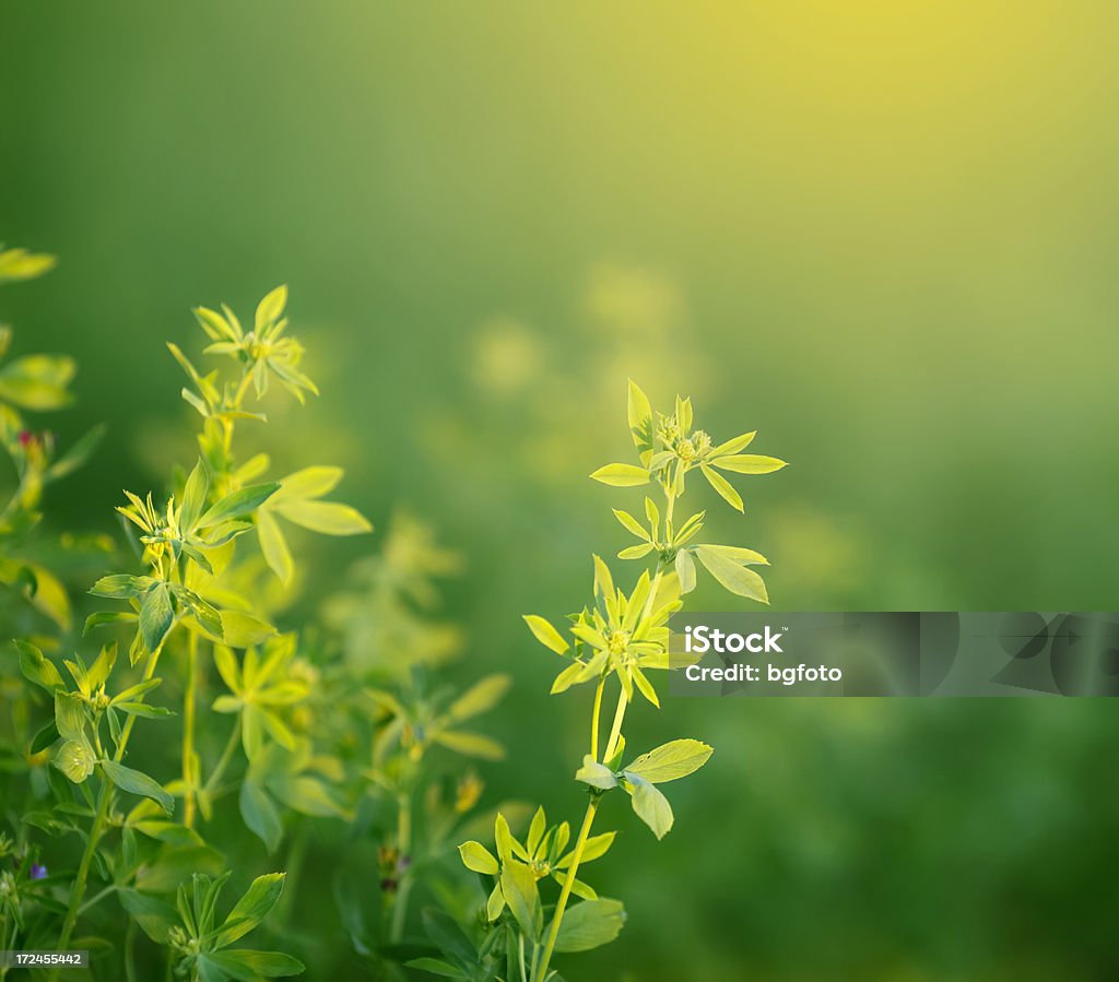 Bellissima natura - Foto stock royalty-free di Alba - Crepuscolo