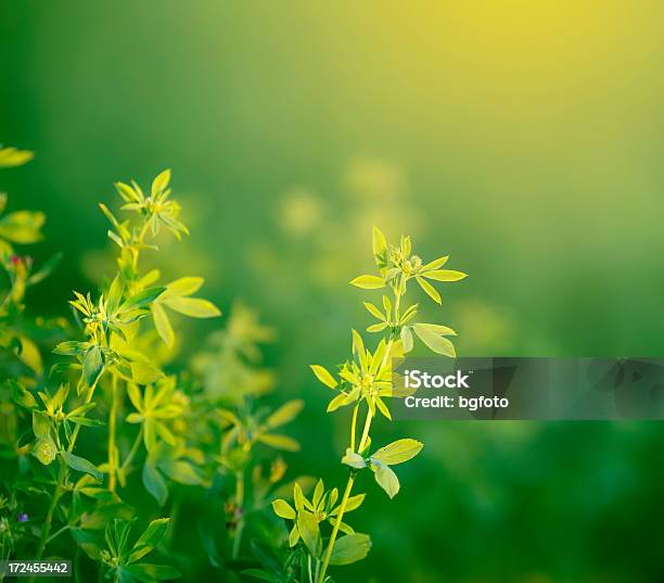 Bela Natureza - Fotografias de stock e mais imagens de Abril - Abril, Amanhecer, Amarelo