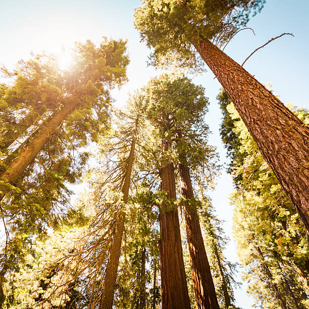 istock Sequia National Park tree in Autumn 172455567