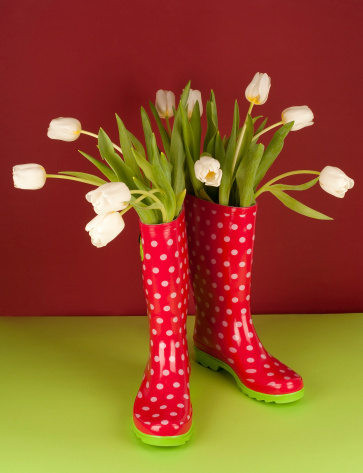 White tulips in red polka dots rubber boots on green paper against dark red background.