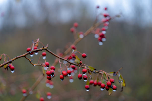 Outdoors in nature in autumn these red berries are born, they are small fleshy fruits used for Christmas decoration. Gray morning on a rainy day from the berries hang drops of rain water.