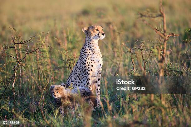 Familia De Guepardo Foto de stock y más banco de imágenes de Amanecer - Amanecer, Animal, Animal joven