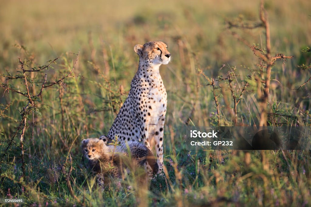 Cheetah família - Foto de stock de Animais de Safári royalty-free