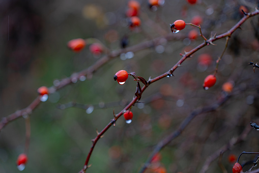 Outdoors in nature in autumn these red berries are born, they are small fleshy fruits used for Christmas decoration. Gray morning on a rainy day from the berries hang drops of rain water.