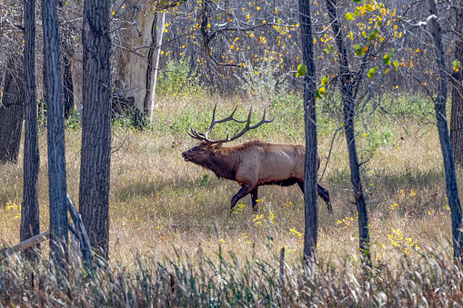 Big Montana Bull Elk is herding cow elk at Charles M. Russell wildlife refuge in northwestern USA of North America. Nearest cities are Marfa, Billings, Bozeman, Great Falls, Helena and Roundup Montana.