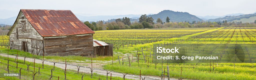 Vineyard en resorte - Foto de stock de Agricultura libre de derechos