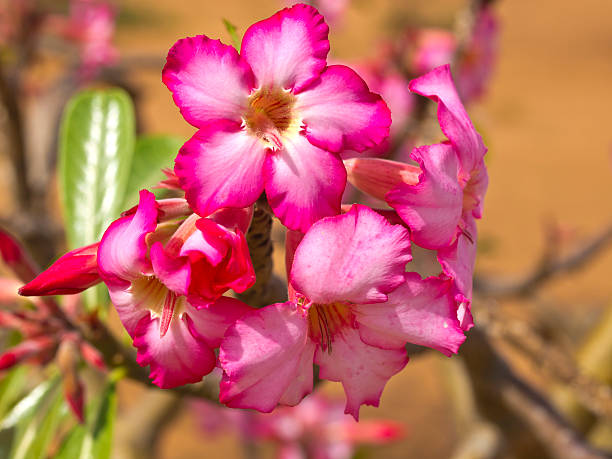 Bottle tree flower "Blooming Bottle tree - adenium obesum aa  flower on tree in Mursi country, Ethiopia." baobab flower stock pictures, royalty-free photos & images