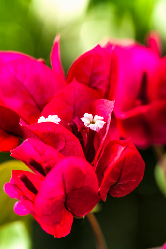 Close up of bougainvillea tropical flowers. Flor de la Trinitaria.Close up of bougainvillea tropical flowers. Flor de la Trinitaria.