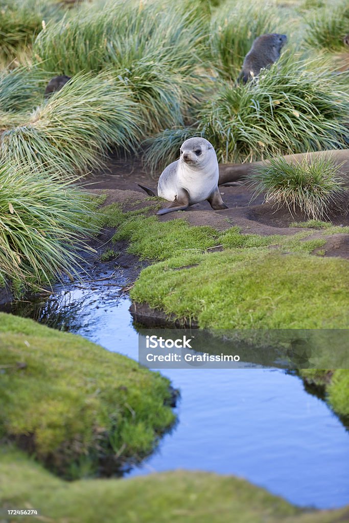 Elefante Antártica Cria de foca na Geórgia do Sul - Royalty-free Cria de foca Foto de stock