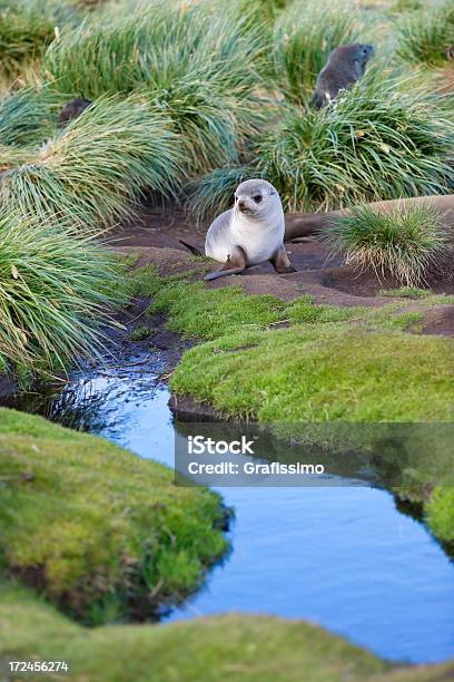 Elefante Antártica Cria De Foca Na Geórgia Do Sul - Fotografias de stock e mais imagens de Cria de foca - Cria de foca, Animal, Animal selvagem