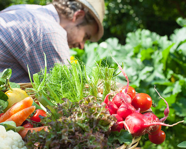 istock Harvest Vegetable Garden 172456296
