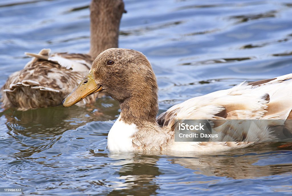 Canard de la - Photo de Animaux à l'état sauvage libre de droits