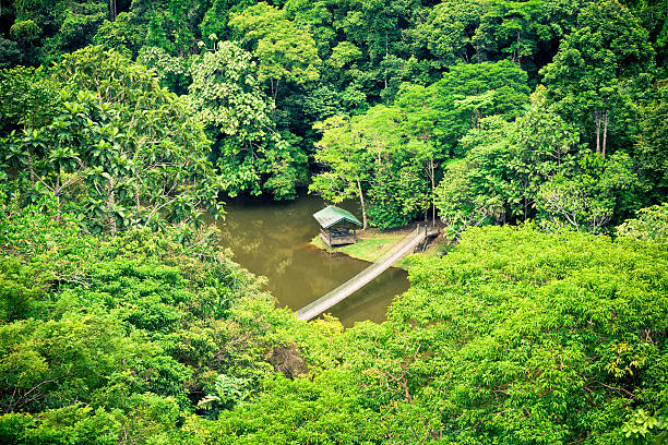 橋と小さなシェルターのジャングル - グヌンムル国立公園 ストックフォトと画像