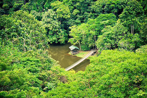 Hanging bridge in pluvial rainforest