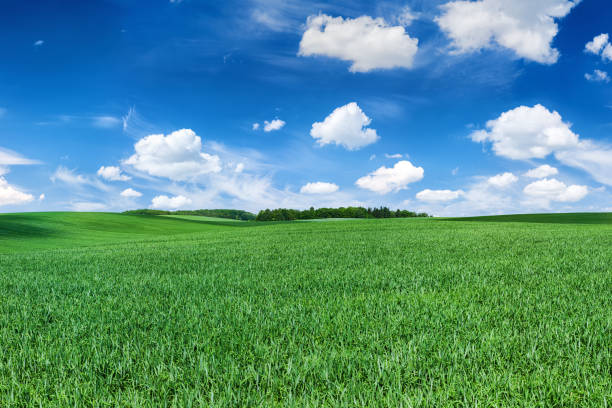 istock Panoramic spring landscape 83MPix XXXXL - green field, blue sky 172456531