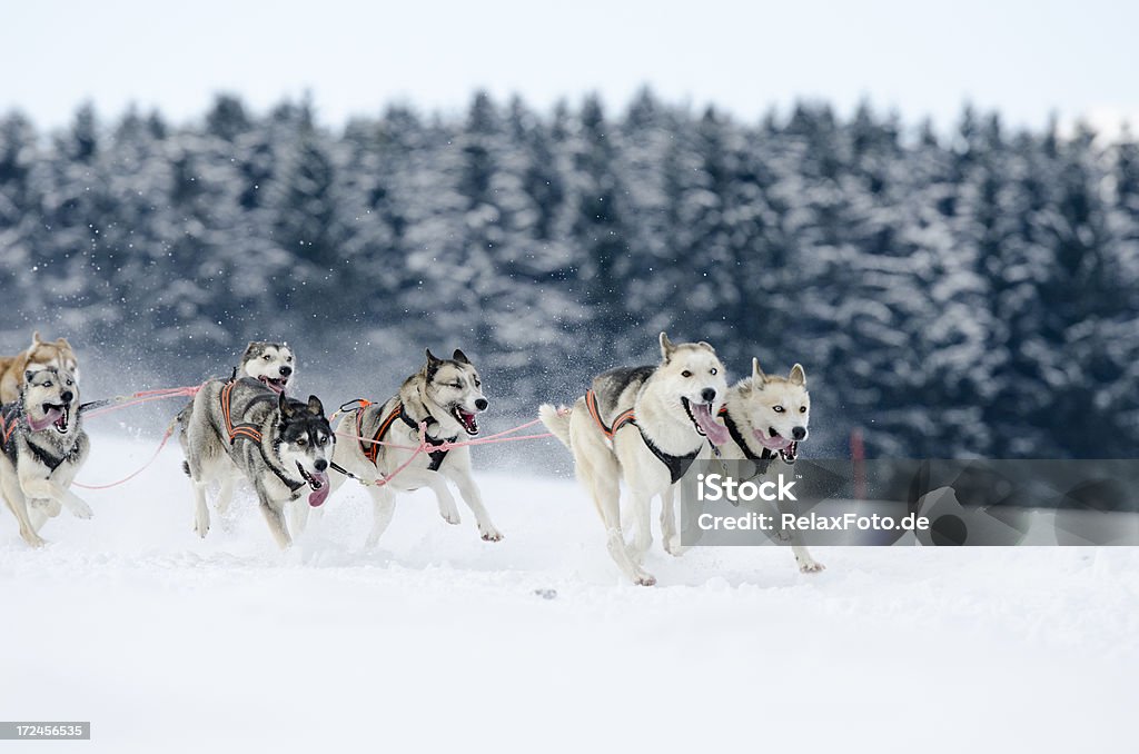 Grupo de trenó de cães da raça husky corrida na neve - Foto de stock de Animal royalty-free