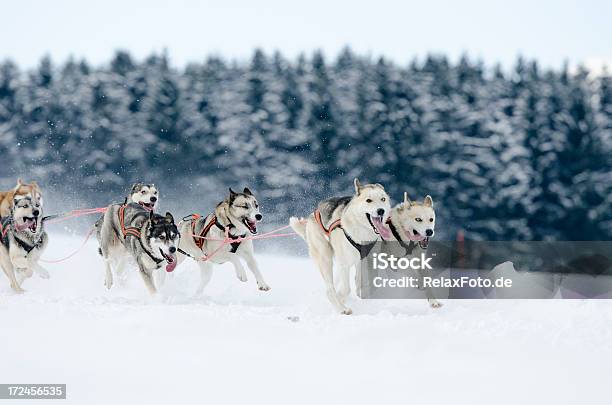 Foto de Grupo De Trenó De Cães Da Raça Husky Corrida Na Neve e mais fotos de stock de Animal