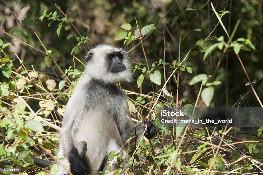 langur gris - Photo de Asie du Sud-Est libre de droits