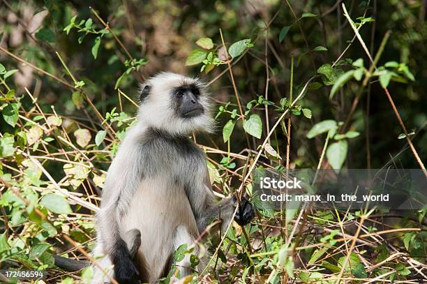 Photo libre de droit de Langur Gris banque d'images et plus d'images libres de droit de Asie du Sud-Est - Asie du Sud-Est, Colobe, Horizontal