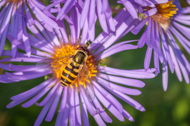 A close-up of a bumblebee pollinating a bright pink aster flower on a sunny day. Macro photography of the insect on the flower against a blurred natural background. Conceptual representation of pollination, ecology, and biodiversity in nature.