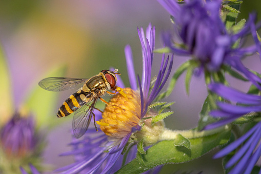 Wildflowers and insects with blue skies and sunshine.