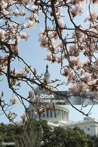 Kirschblüten In Capitol Hill Stockfoto und mehr Bilder von Amerikanische Flagge - Amerikanische Flagge, Amerikanischer Kongress, Architektonische Säule