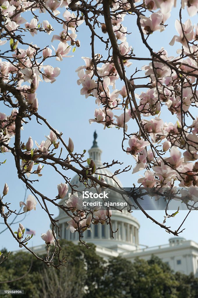 Cerezos en flor en Capitol hill - Foto de stock de Aire libre libre de derechos