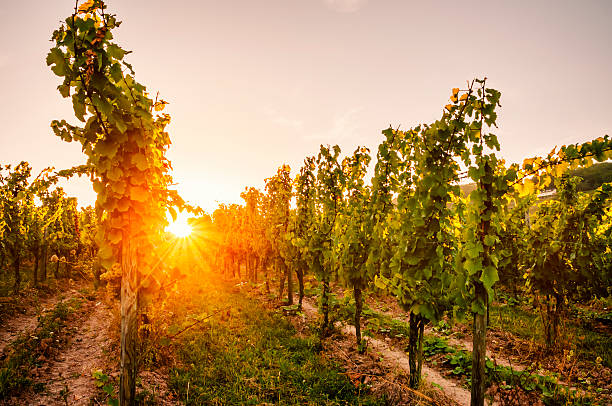 Sun setting over a vineyard in the summer stock photo