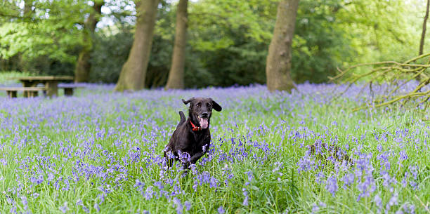 веселье в bluebells - shropshire blue стоковые фото и изображения