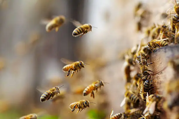 Photo of bees flying