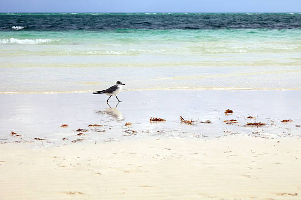istock Young seagull walks on the beautiful beach 172457195