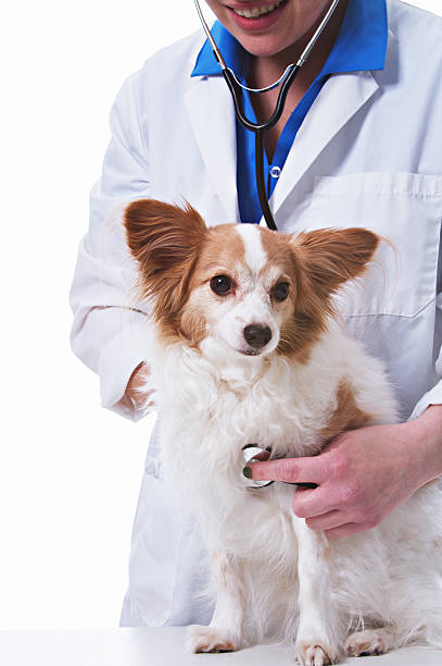 istock Veterinarian with Dog 172457623