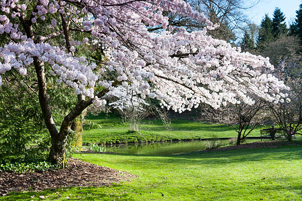 Cherry Blossom Spring at the Seattle Arboretum. arboretum stock pictures, royalty-free photos & images
