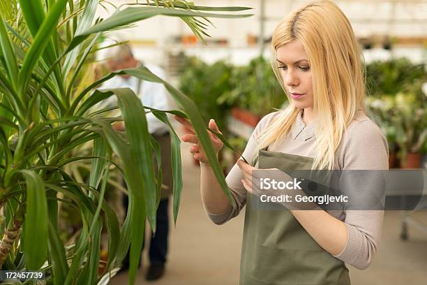 Jovem Fêmea Gardener Trabalhando Em Estufa - Fotografias de stock e mais imagens de Adulto - Adulto, Beleza, Botânica - Ciência de plantas