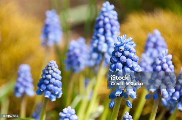 Blaue Blume Knospen Stockfoto und mehr Bilder von Bildhintergrund - Bildhintergrund, Bildschärfe, Blau