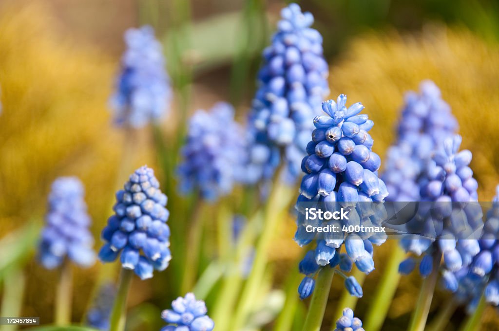 Niebieski kwiatów Pąki - Zbiór zdjęć royalty-free (Bez ludzi)