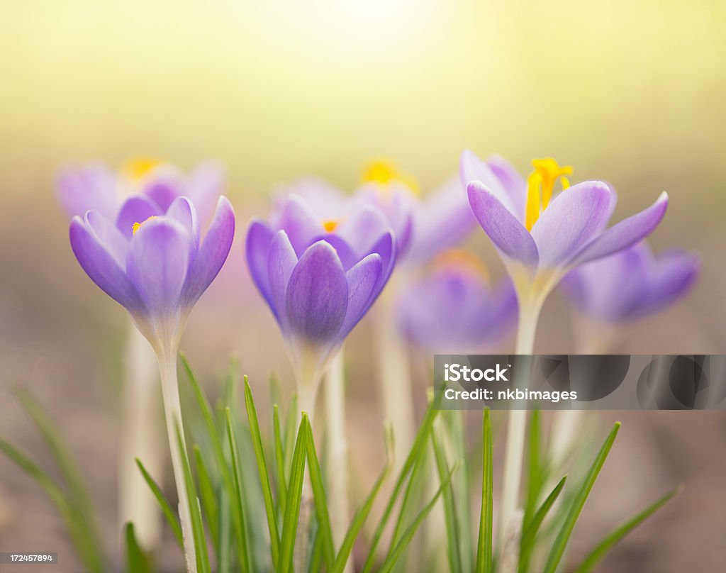 Luz púrpura primavera crocus flores em um belo dia - Foto de stock de Canteiro de Flores royalty-free
