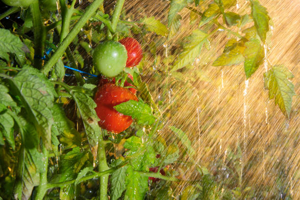 Watering Tomatos in last evening lightShot directly into sun