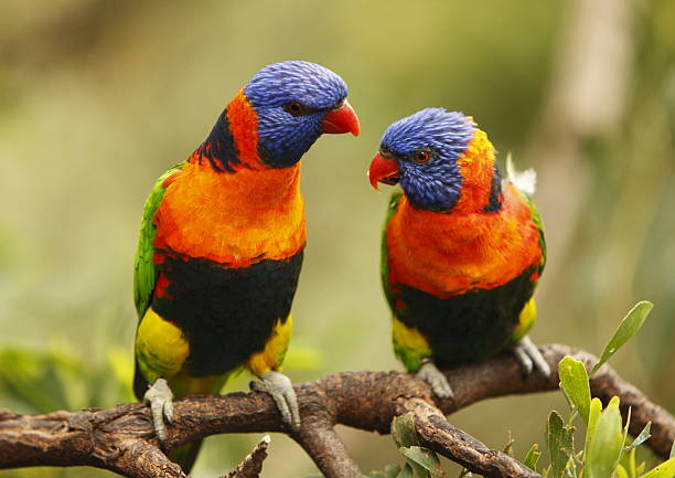 Lorikeets Two rainbow lorikeets rainbow lorikeet photos stock pictures, royalty-free photos & images