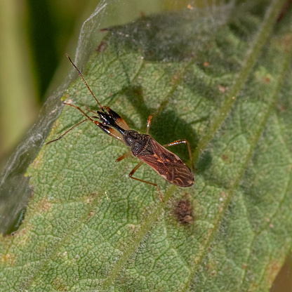 A Long-necked Seed Bug on a leaf in autumn in the Laurentian Forest.