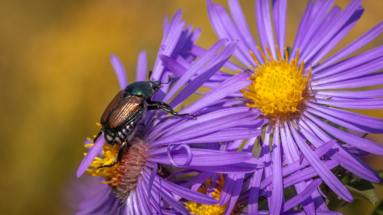 A Japanese beetle landed on an aster flower in summer in a garden.