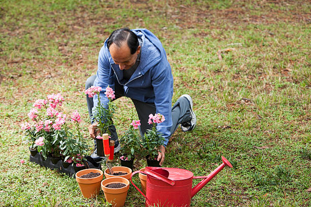 istock Senior Hispanic man gardening 172458615