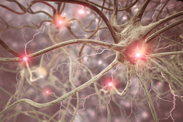 нервная клетка 3d медико-биологическое изображение - excitatory synapse стоковые фото и изображения