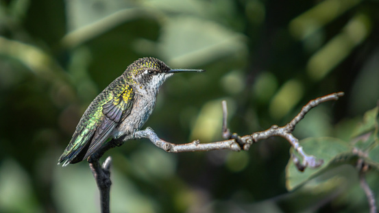 A ruby-throated hummingbird female in the Laurentian forest, in summer.