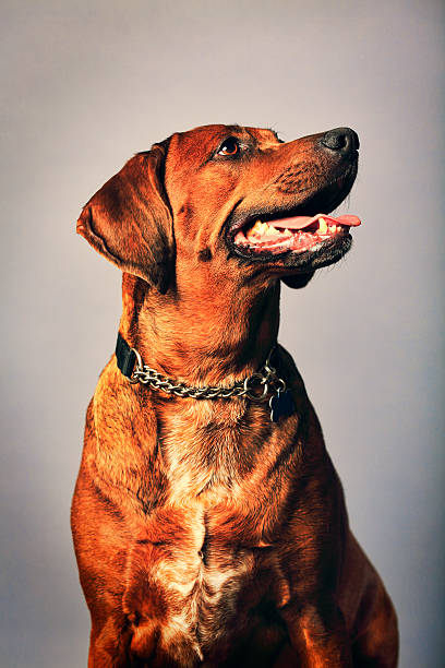 redbone coonhound - redbone coonhound foto e immagini stock