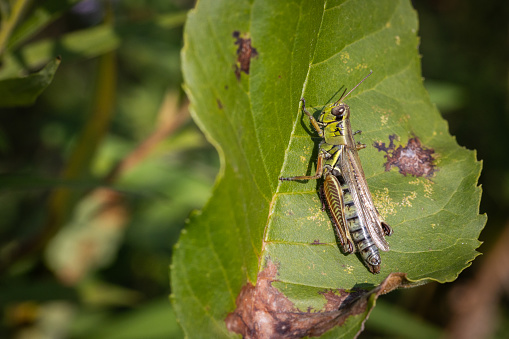 A Red-legged grasshopper take a little bit of sun on a leaf in autumn in the Laurentian forest.